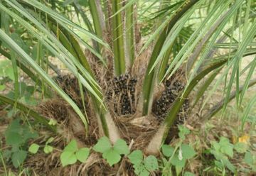 30 hectares of oil palm crops over 5 years old - and already producing (LOR1006)