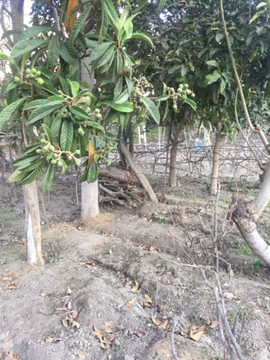 VENTA DE TERRENO AGRICOLA LUNAHUANA - CAÑETE