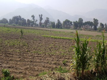 VENTA TERRENO AGRICOLA - PUNCHAUCA CARABAYLLO