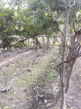 VENTA DE TERRENO AGRICOLA LUNAHUANA - CAÑETE