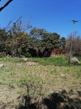 TERRENO LUNAHUANA  3,123 M2