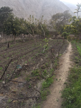 VENTA DE TERRENO AGRICOLA LUNAHUANA - CAÑETE