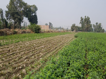 VENTA TERRENO AGRICOLA - PUNCHAUCA CARABAYLLO