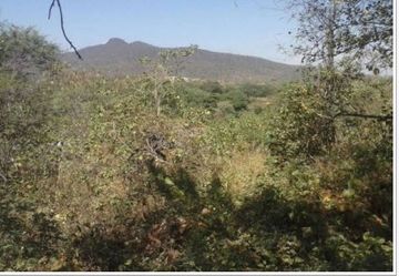 2 LARGE LOTS IN PIURA : 1100  & 948 HECTARES (Terrenos Grandes en Chulucanas en Venta)(PIU1238)