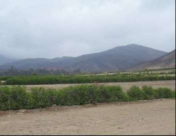 TERRENO EN VENTA EN PACHACAMAC - FINCA MARIA