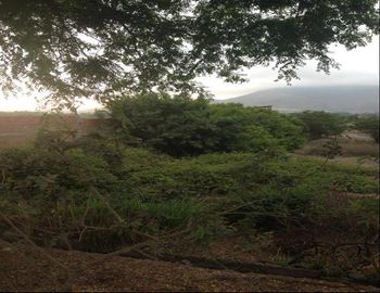 TERRENO EN VENTA EN PACHACAMAC - FRENANDO REUCH