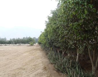 Terreno en Cieneguilla en Condominio