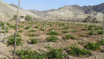 EXCELENTE TERRENO DE CAMPO EN COAYLLO - 018984