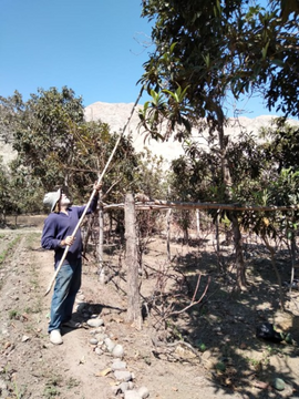 VENTA TERRENO AGRÌCOLA LUNAHUANA - CAÑETE