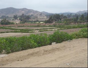 TERRENO EN VENTA EN PACHACAMAC - FINCA MARIA