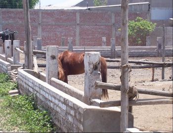 TERRENO EN ALQUILER EN LURIN - LOS EUCALIPTOS