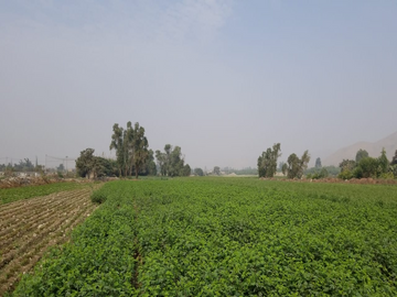 VENTA TERRENO AGRICOLA - PUNCHAUCA CARABAYLLO