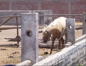 TERRENO EN ALQUILER EN LURIN - LOS EUCALIPTOS
