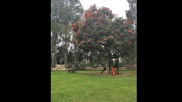 VENTA DE  CASA DE CAMPO COMO  TERRENO  EN  MANUEL DEL VALLE  PACHACAMAC 