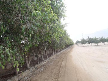 Terreno en Cieneguilla en Condominio