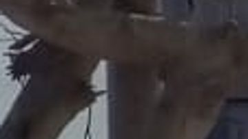 CASA EN ALQUILER EN LA MOLINA. URB LA ENSENADA