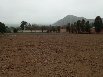 10,000M2 TERRENO CASABLANCA PACHACAMAC