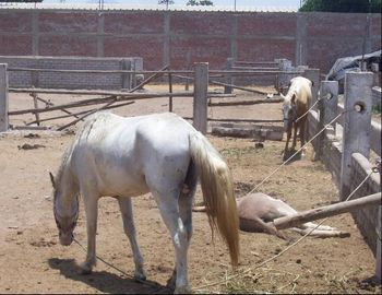 TERRENO EN ALQUILER EN LURIN - LOS EUCALIPTOS