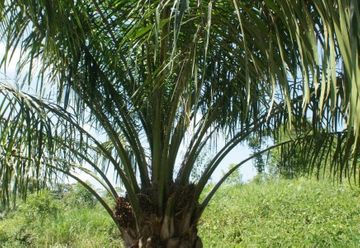 30 hectares of oil palm crops over 5 years old - and already producing (LOR1006)