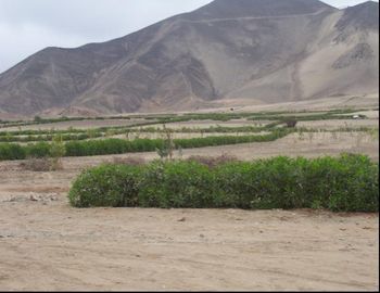 TERRENO EN VENTA EN PACHACAMAC - FINCA MARIA