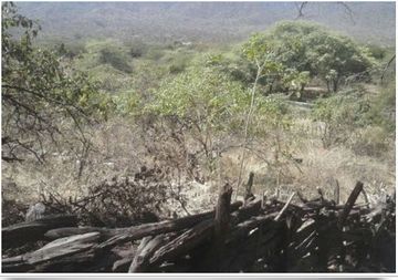 2 LARGE LOTS IN PIURA : 1100  & 948 HECTARES (Terrenos Grandes en Chulucanas en Venta)(PIU1238)