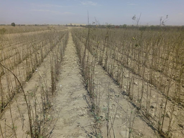 CHINCHA VENDO TERRENO AGRÍCOLA DE 8 HECTÁREAS CON 2 FRENTES