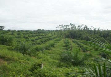 30 hectares of oil palm crops over 5 years old - and already producing (LOR1006)
