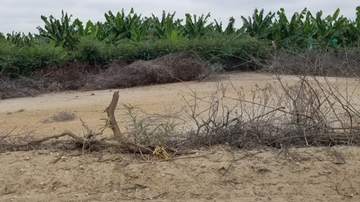 TERRENO EN VENTA EN PIURA - SECTOR EL MOLINO