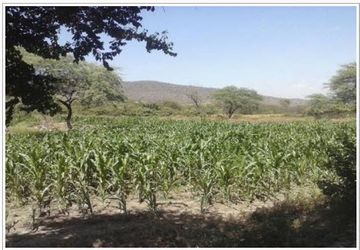 2 LARGE LOTS IN PIURA : 1100  & 948 HECTARES (Terrenos Grandes en Chulucanas en Venta)(PIU1238)