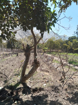 VENTA DE TERRENO AGRICOLA LUNAHUANA - CAÑETE