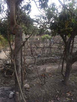 VENTA DE TERRENO AGRICOLA LUNAHUANA - CAÑETE